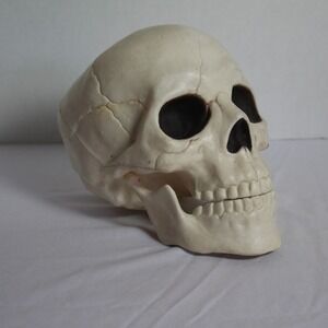Anatomical Skull Replica Halloween Prop Decoration Medical Model‎ 6 Inch